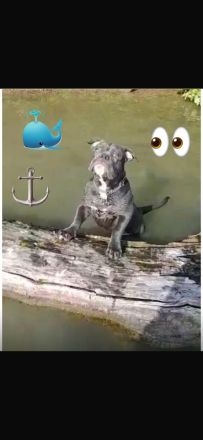 Wunderschöne American Bulldog x Old English Bulldog Welpen abzugeben 🐾