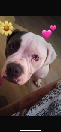 Wunderschöne American Bulldog x Old English Bulldog Welpen abzugeben 🐾