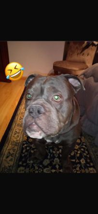 Wunderschöne American Bulldog x Old English Bulldog Welpen abzugeben 🐾