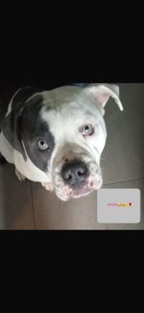 Wunderschöne American Bulldog x Old English Bulldog Welpen abzugeben 🐾