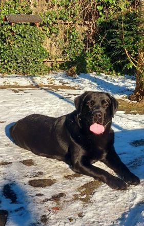 Deckrüde Labrador