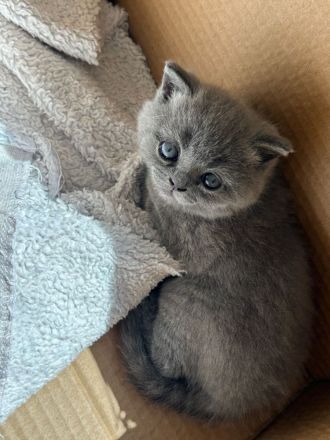 Britisch Kurzhaar Kitten