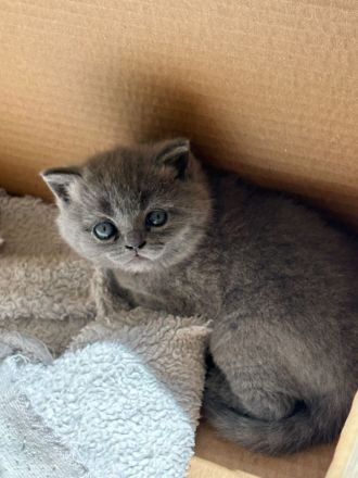 Britisch Kurzhaar Kitten