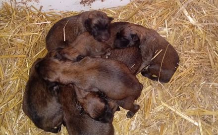 Belgische Schäferhunde Malinois