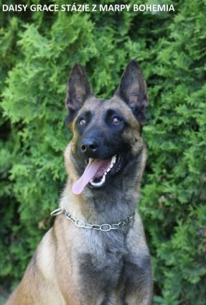 Belgische Schäferhunde Malinois