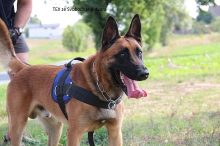 Belgische Schäferhunde Malinois