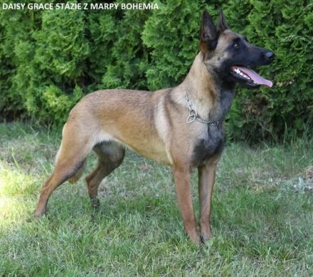 Belgische Schäferhunde Malinois