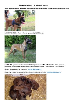 Belgische Schäferhunde Malinois