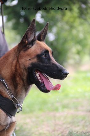 Belgische Schäferhunde Malinois