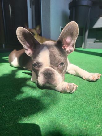 Französische Bulldogge welpe