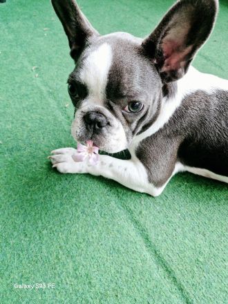 Französische Bulldogge welpe