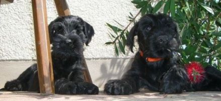 Mittelschnauzer Welpen in schwarz
