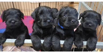 Mittelschnauzer Welpen