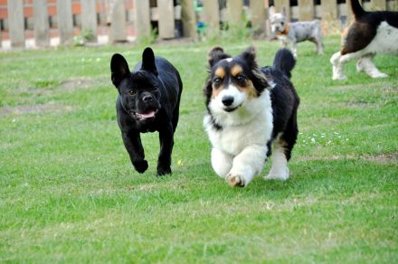 Nala 4 Jährige Corgi Cardigan Hündin Traumhündin