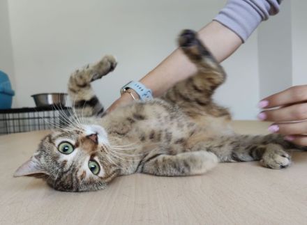 Hula und Hora warten auf ein schönes Zuhause