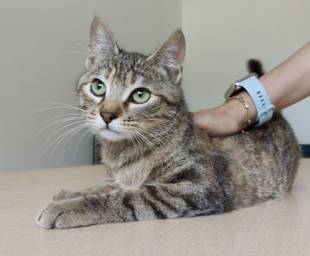 Hula und Hora warten auf ein schönes Zuhause