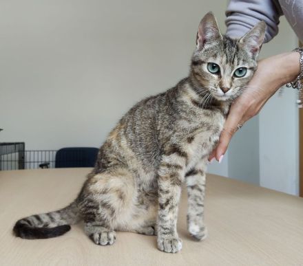 Hula und Hora warten auf ein schönes Zuhause