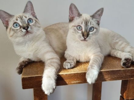 Kuschelplatz gesucht für zwei Katzenkinder: Mira und Marlene