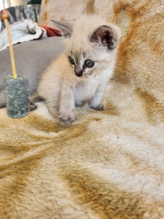 Kuschelplatz gesucht für zwei Katzenkinder: Mira und Marlene
