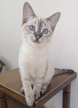 Kuschelplatz gesucht für zwei Katzenkinder: Mira und Marlene