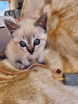 Kuschelplatz gesucht für zwei Katzenkinder: Mira und Marlene
