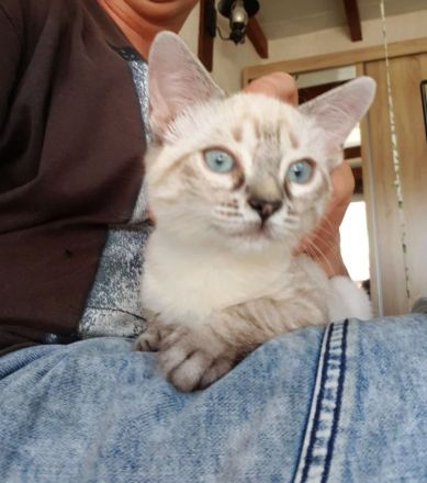 Kuschelplatz gesucht für zwei Katzenkinder: Mira und Marlene