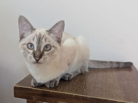 Kuschelplatz gesucht für zwei Katzenkinder: Mira und Marlene