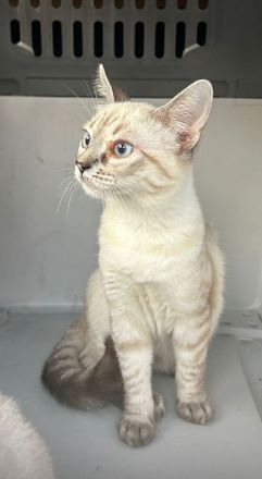 Kuschelplatz gesucht für zwei Katzenkinder: Mira und Marlene