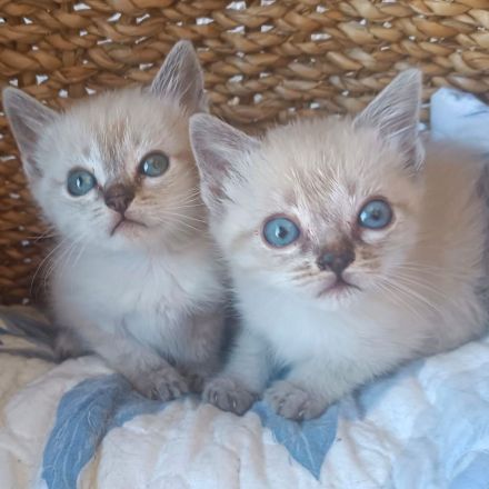 Kuschelplatz gesucht für zwei Katzenkinder: Mira und Marlene