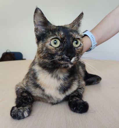 Rihana und Romina suchen ein Zuhause, aber auf jeden Fall gemeinsam!