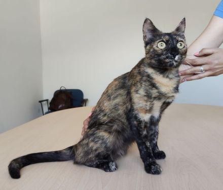 Rihana und Romina suchen ein Zuhause, aber auf jeden Fall gemeinsam!