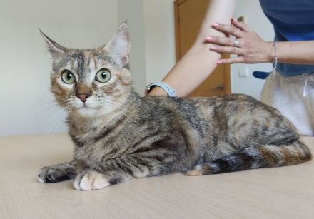 Rihana und Romina suchen ein Zuhause, aber auf jeden Fall gemeinsam!