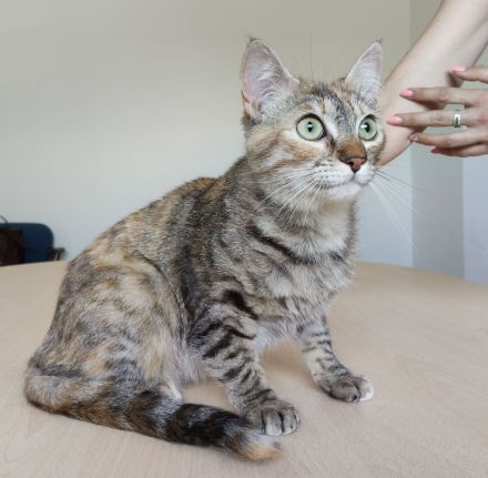 Rihana und Romina suchen ein Zuhause, aber auf jeden Fall gemeinsam!