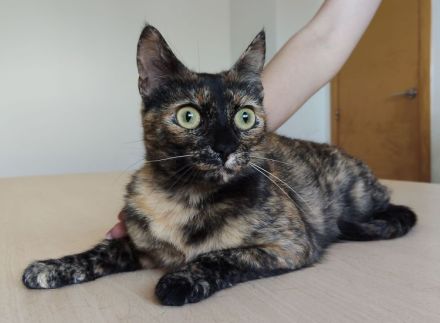 Rihana und Romina suchen ein Zuhause, aber auf jeden Fall gemeinsam!