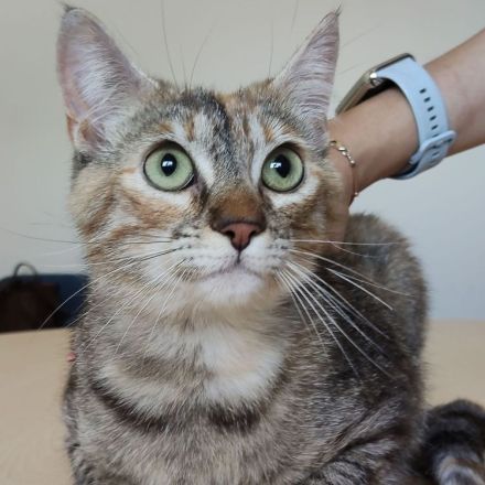 Rihana und Romina suchen ein Zuhause, aber auf jeden Fall gemeinsam!