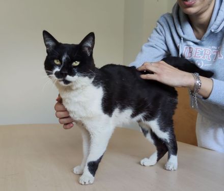 Schmusekater Poniente wartet auf liebe Menschen, die ihn adoptieren