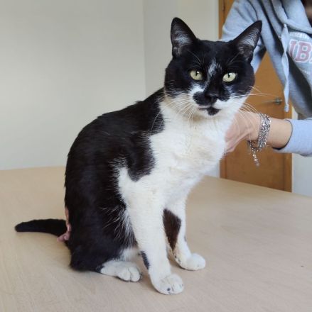 Schmusekater Poniente wartet auf liebe Menschen, die ihn adoptieren