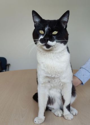 Schmusekater Poniente wartet auf liebe Menschen, die ihn adoptieren