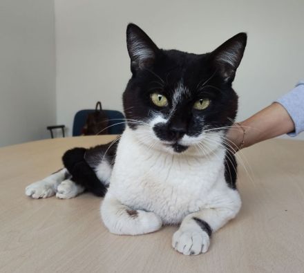 Schmusekater Poniente wartet auf liebe Menschen, die ihn adoptieren