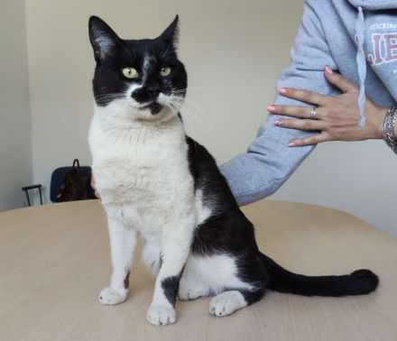 Schmusekater Poniente wartet auf liebe Menschen, die ihn adoptieren