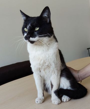 Schmusekater Poniente wartet auf liebe Menschen, die ihn adoptieren