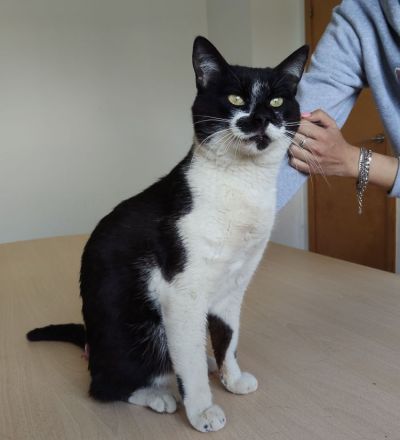 Schmusekater Poniente wartet auf liebe Menschen, die ihn adoptieren