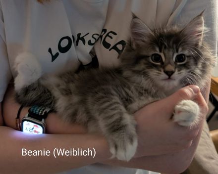 Norweg. Waldkatze / Maine Coon Mix
