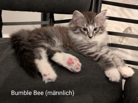 Norweg. Waldkatze / Maine Coon Mix