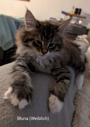 Norweg. Waldkatze / Maine Coon Mix