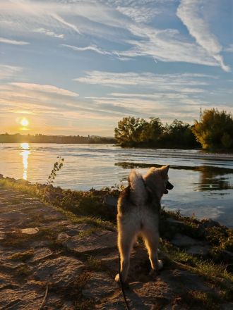 Wolfsspitz Welpe Hündin sucht für-immer-Zuhause