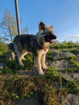 Wolfsspitz Welpe Hündin sucht für-immer-Zuhause