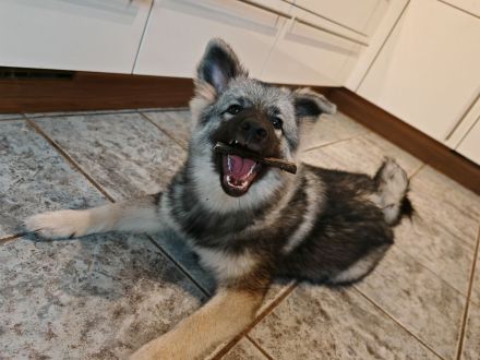 Wolfsspitz Welpe Hündin sucht für-immer-Zuhause