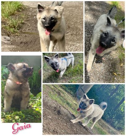 Wolfsspitz Welpe Hündin sucht für-immer-Zuhause