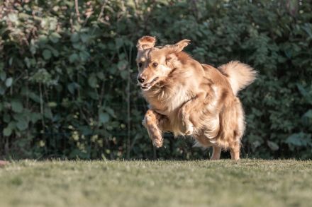 Hovawartwelpen aus langjähriger Zucht